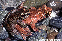 Coastal Tailed Frogs