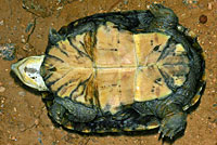 Arizona Mud Turtle