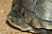 Arizona Mud Turtle