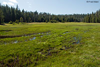 Yosemite Toad Habitat