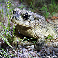 arroyo toad