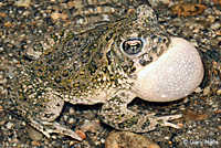 arroyo toad