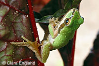 Sierran Treefrog