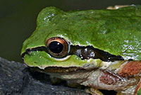 Northern Pacific Treefrog