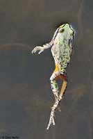 Sierran Treefrog