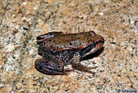 Northern Red-legged Frog 