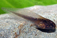Northern Red-legged Frog Tadpole