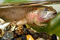 Northern Red-legged Frog Tadpole