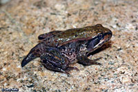 Northern Red-legged Frog 