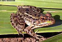 Rio Grande Leopard Frog