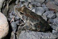 foothill yellow-legged frog