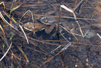 Cascades Frog