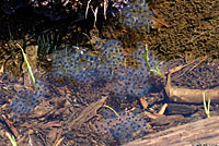 Sierra Nevada Yellow-legged Frog eggs