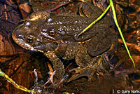Sierra Nevada Yellow-legged Frogs