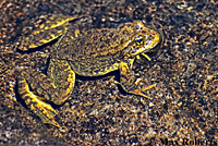 Southern Mountain Yellow-legged Frog