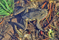 Sierra Nevada Yellow-legged Frog