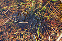 Southern Leopard Frog Eggs