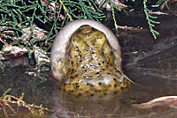 Scaphiopus couchii Couch's Spadefoot Tadpole