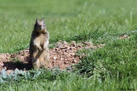 California Ground Squirrel burrows