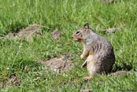 California Ground Squirrel burrows