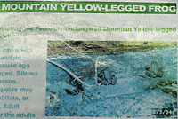 Southern Mountain Yellow-legged Frog Sign