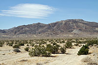 Colorado Desert Shovel-nosed Snake Habitat