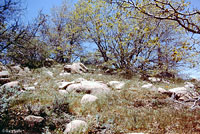 San Bernardino Mountain Kingsnake Habitat