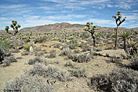 Southern Desert Horned Lizard Habitat