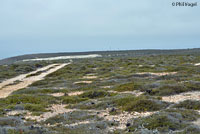 Coast Horned Lizard Habitat
