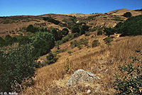 california kingsnake habitat