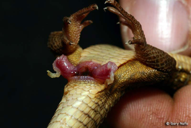 Lizard crawling up womens anus