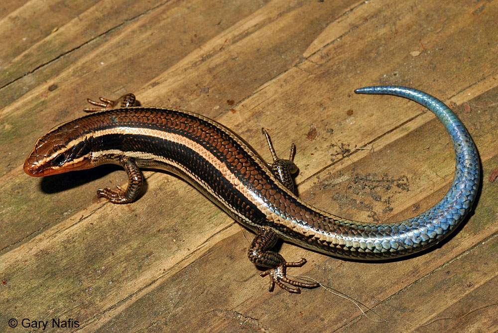 is a skink a reptile or amphibian