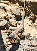 California Whiptail