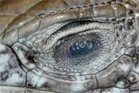 Great Basin Whiptail eye
