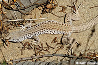 Great Basin Whiptail