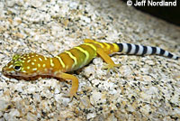 Peninsular Banded Gecko