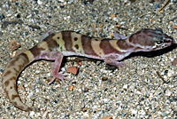 San Diego Banded Gecko