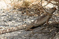 Northern Desert Iguana