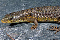 Shasta Alligator Lizard