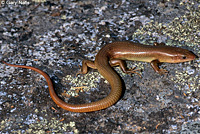 Greater Brown Skink