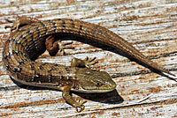 These California Alligator Lizards both have partially regenerated tails 