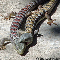 San Diego Alligator Lizards