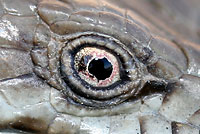 San Diego Alligator Lizard eye