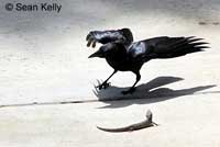 Crow vs. San Diego Alligator Lizard