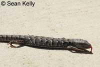 San Diego Alligator Lizard