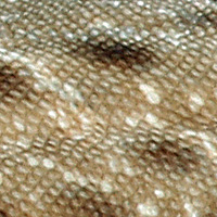 leopard lizard skin