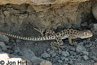 Blunt-nosed Leopard Lizard