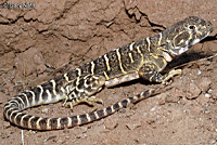 Blunt-nosed Leopard Lizard