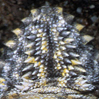 Coast Horned Lizard fringe