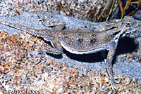 Flat-tail Horned Lizard